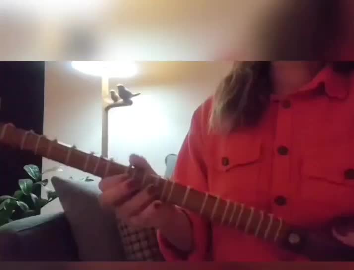 آموزش سه تار|خدمات آموزشی|تهران, قلهک|دیوار