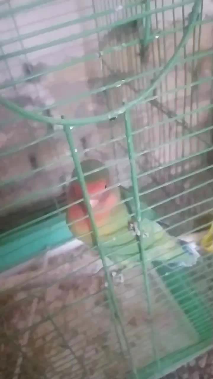 طوطی برزیلی با تخم|پرنده|ملایر, |دیوار