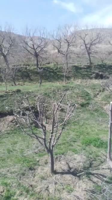 باغبانی تخصصی|خدمات باغبانی و درختکاری|طرقبه, |دیوار