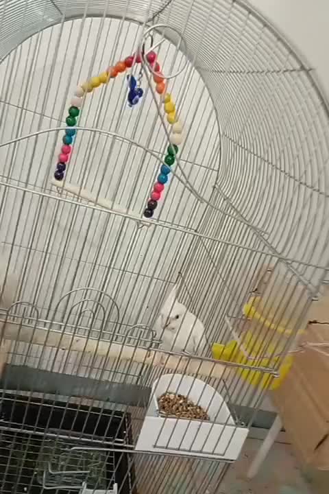 اروس هلندی سفید|پرنده|خورموج, |دیوار