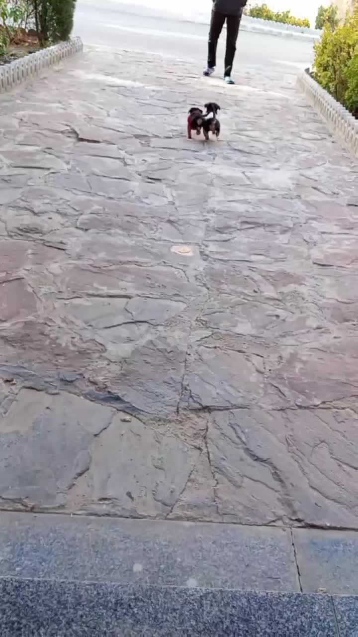 توله های ژرمن آماده تحویل|سگ|مشهد, وکیلآباد|دیوار