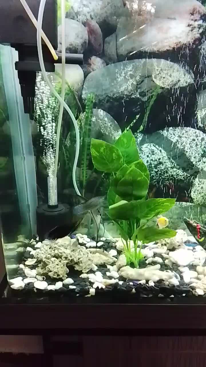 ماهی|ماهی|تهران, خلیج فارس|دیوار