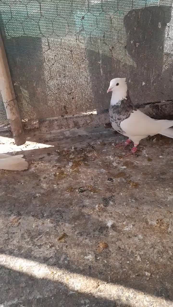 کبوتر|پرنده|شوشتر, |دیوار