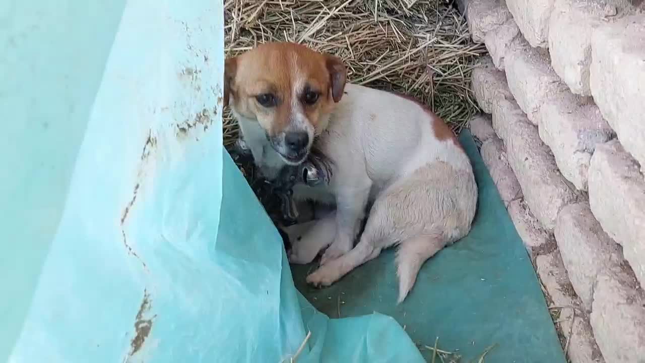 واگذاری سگ پا کوتاه ماده|سگ|مرودشت, ثبت احوال|دیوار