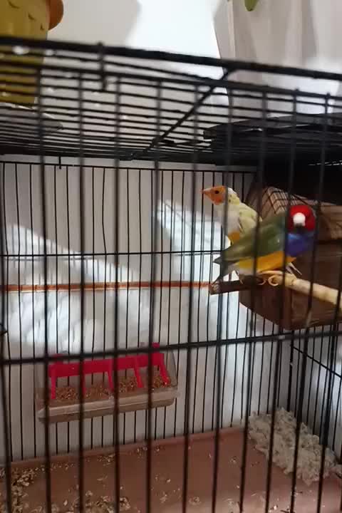 فنچ|پرنده|تبریز, |دیوار