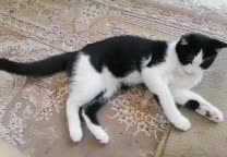 بچه گربه خوشگل و بازیگوش|گربه|یزد, |دیوار