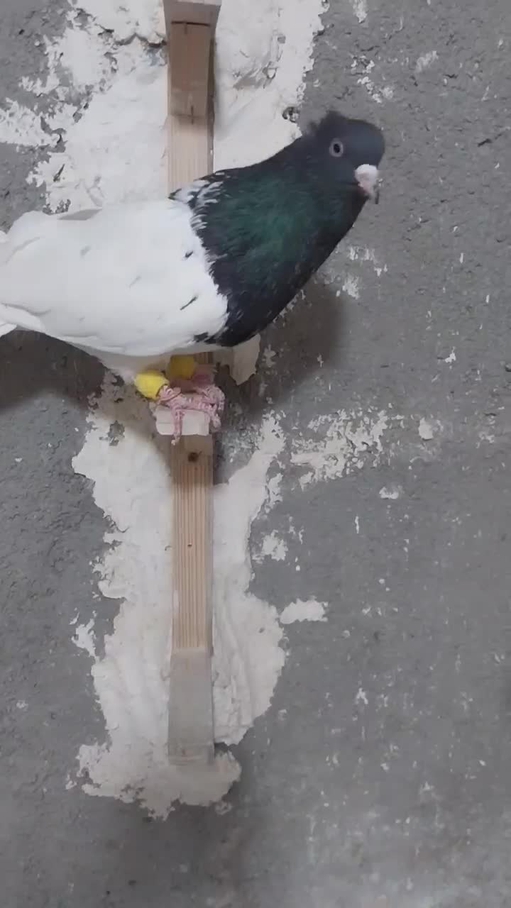 کله سیاه نر عروسک|پرنده|مشهد, ویلاشهر|دیوار