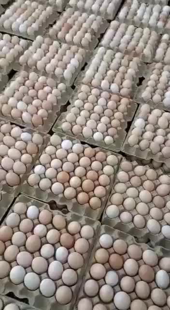 تخم مرغ نطفه دار گوشتی|حیوانات مزرعه|ساری, |دیوار