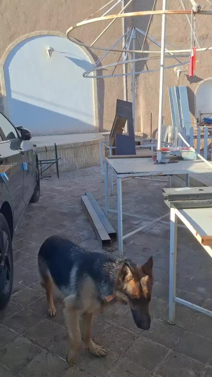 سگ ژرمن ماده|سگ|یزد, |دیوار