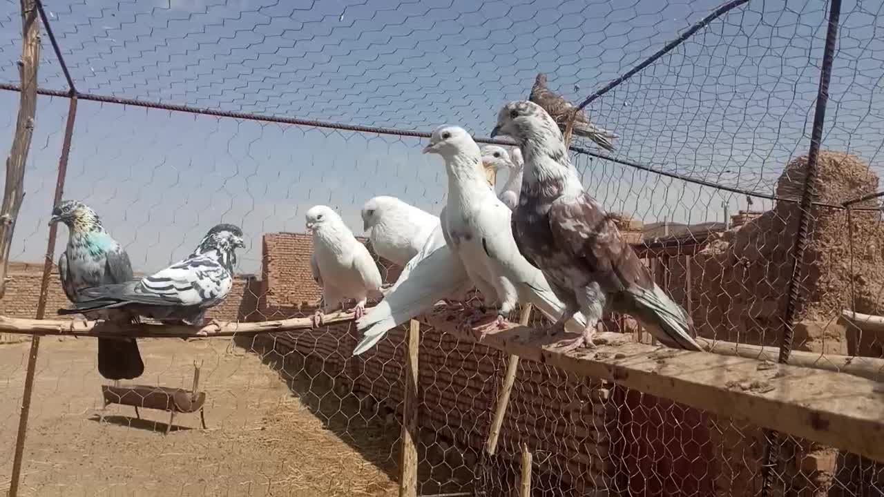 کفتر گرو|پرنده|سرخه حصار, |دیوار