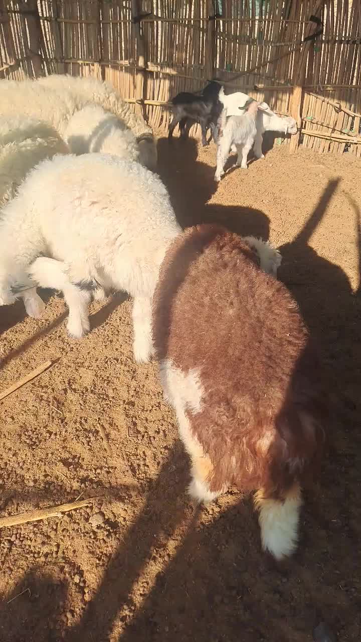 بره پلواری جوخار|حیوانات مزرعه|کهنوج, |دیوار