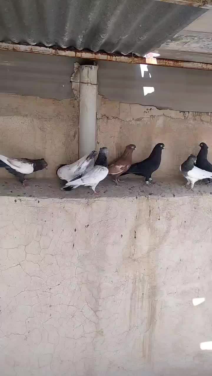 کفتر بهبونی|پرنده|شیراز, شهرک گلها|دیوار
