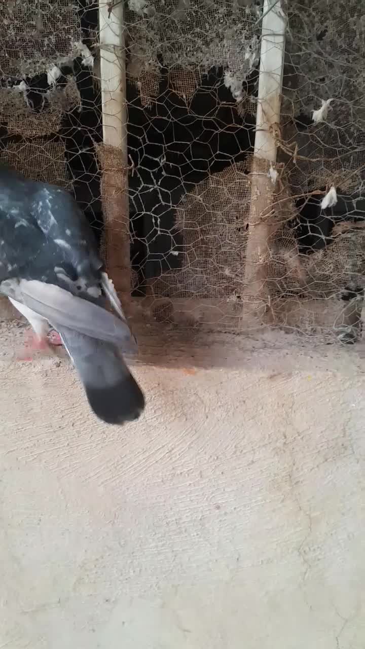 چاپی ونروی|پرنده|مسجد سلیمان, |دیوار