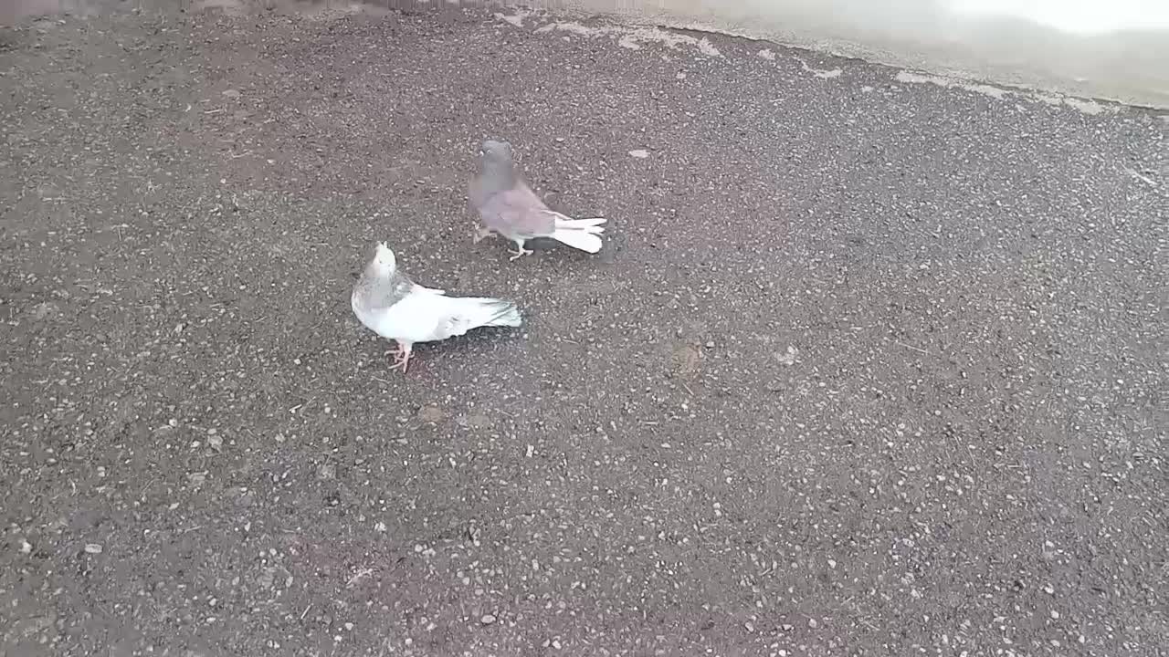 کبوتر جم|حیوانات|ابهر, |دیوار