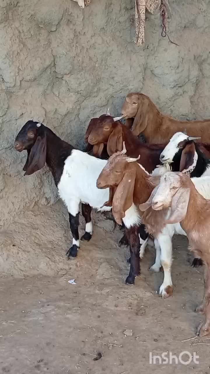 11راس  کولار بزغاله بزرگ|حیوانات مزرعه|شهرآباد, |دیوار