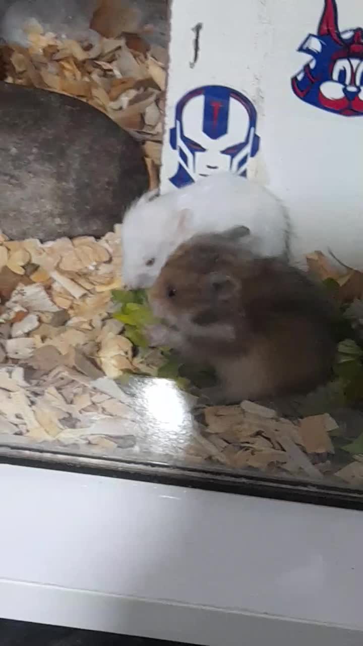 همستر|موش و خرگوش|مشهد, شهرک شهید باهنر|دیوار