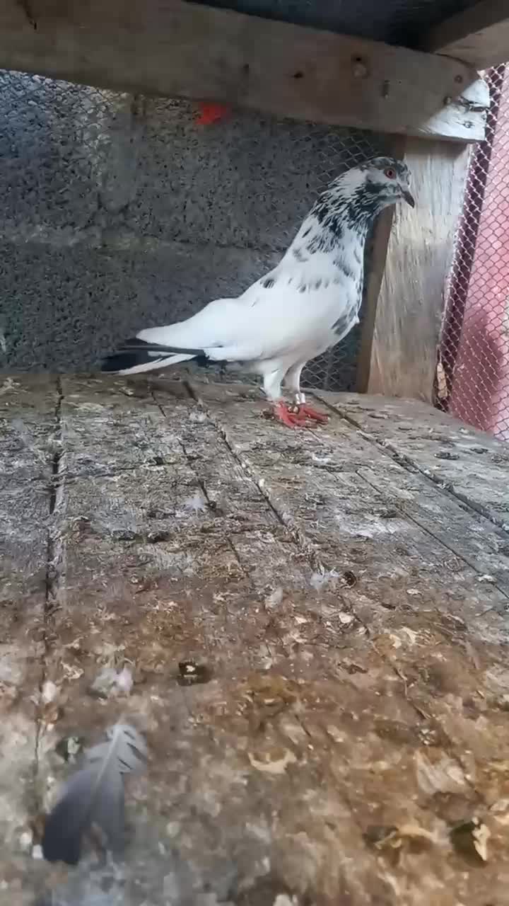 کبوتر فروشی|پرنده|کلاچای, |دیوار