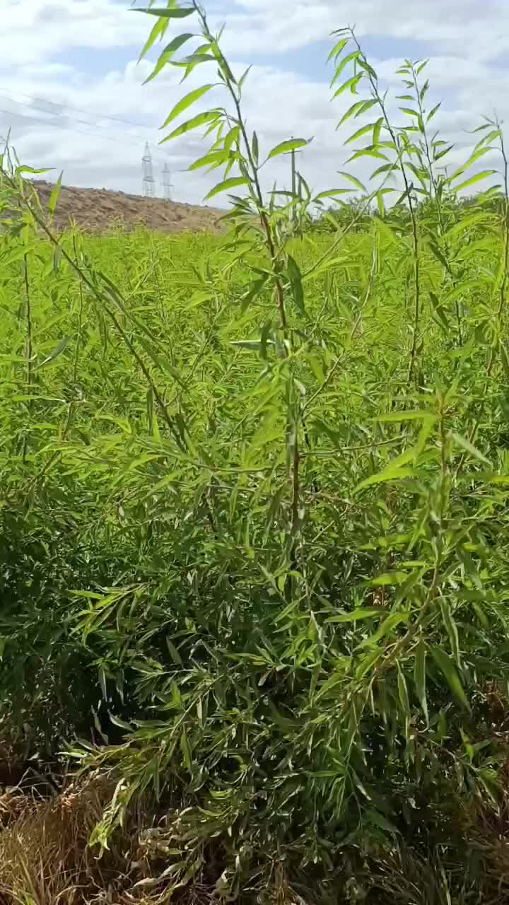 نهال های بادام ارقام های سردسیری پرداخت درمحل|خدمات باغبانی و درختکاری|یزد, |دیوار