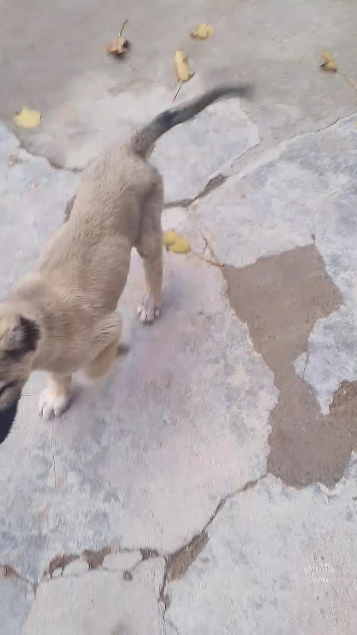 سگ ماده|سگ|هشترود, |دیوار