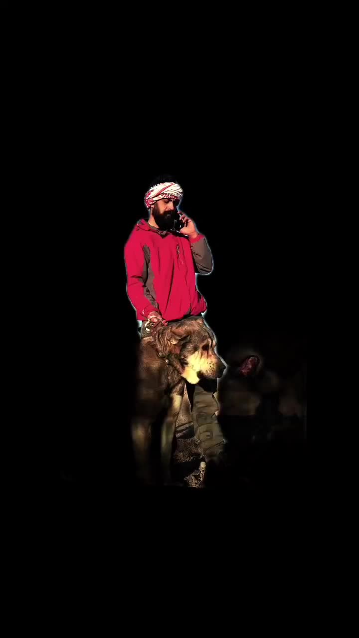 واگذاری گمشده|سگ|نوبران, |دیوار