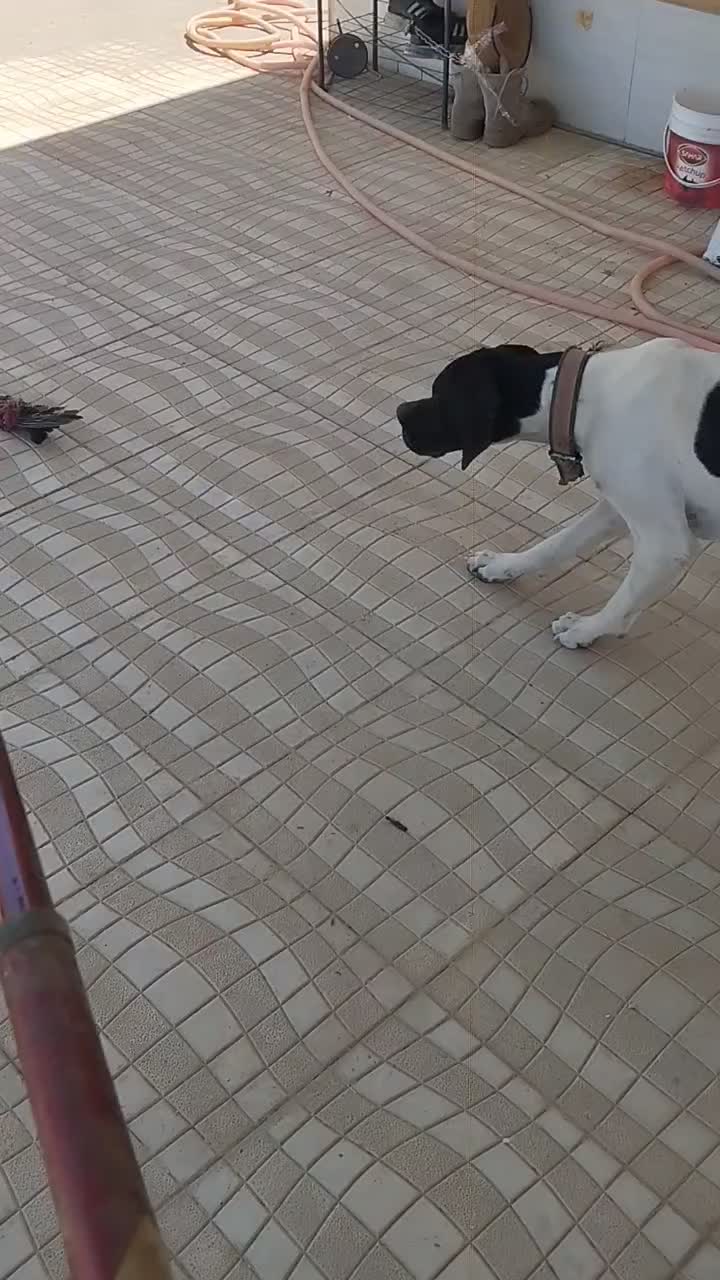 پوینتر انگلیسی|سگ|رشت, جماران|دیوار