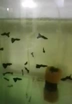 ماهی گوپی فول بلک|ماهی|سمنان, |دیوار