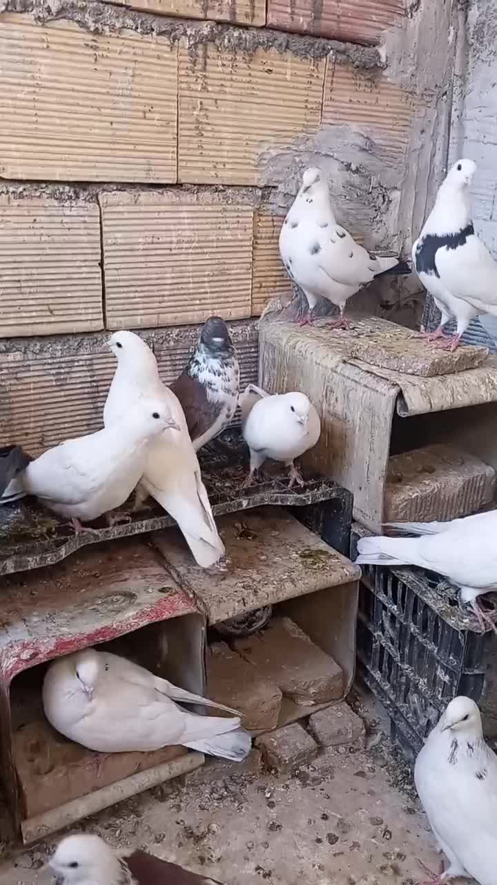 کبوتر فروشی|پرنده|شاهرود, |دیوار