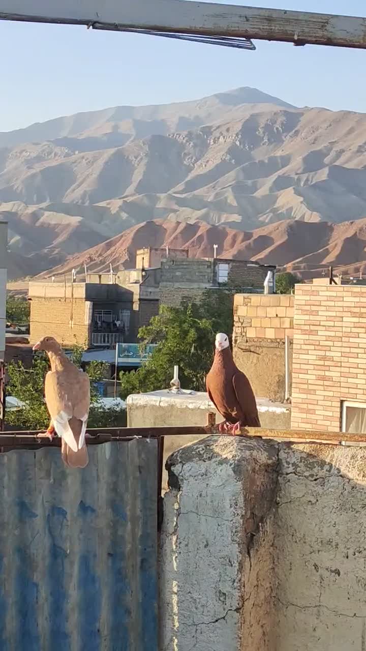 کبوتر|پرنده|نیشابور, دارایی|دیوار