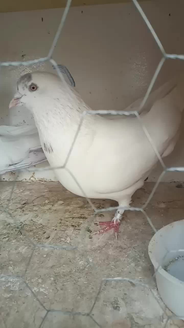 همراه تخم هاشون که چندروزه درمیاد|پرنده|وحیدیه, |دیوار