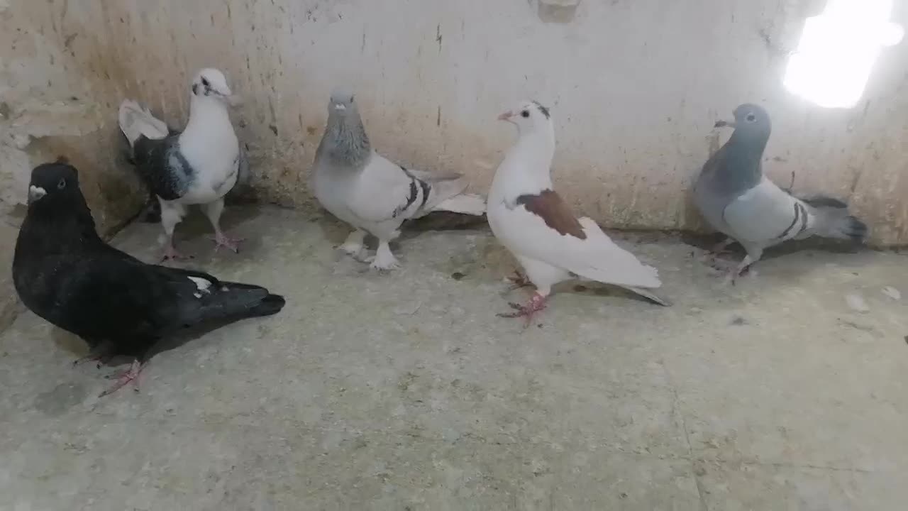 4تا ماده خوب یه نر|پرنده|فسا, |دیوار