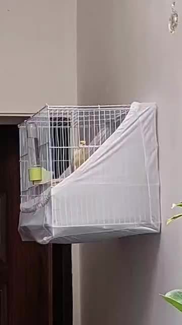 قناری مست آوازخوان|پرنده|تبریز, |دیوار