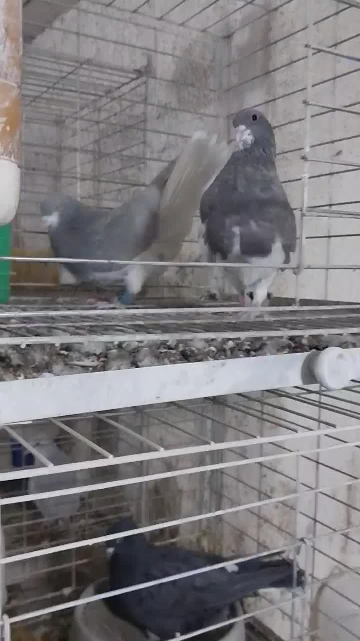 کفتر سینه سبز و سوسنی و دم سفید و دمبی و ابی|پرنده|صدرا-فارس, فاز ۲|دیوار