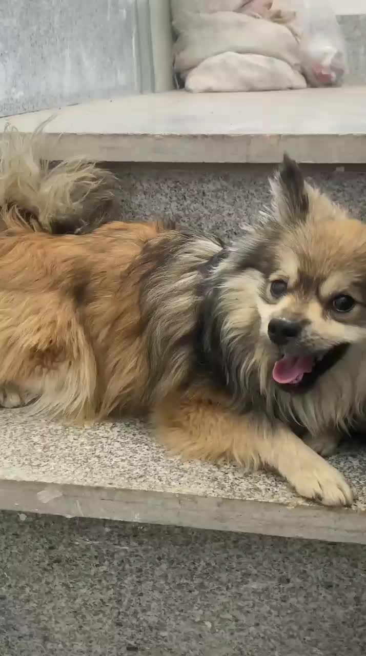 پامرین شیطون|سگ|مشهد, طبرسی شمالی|دیوار