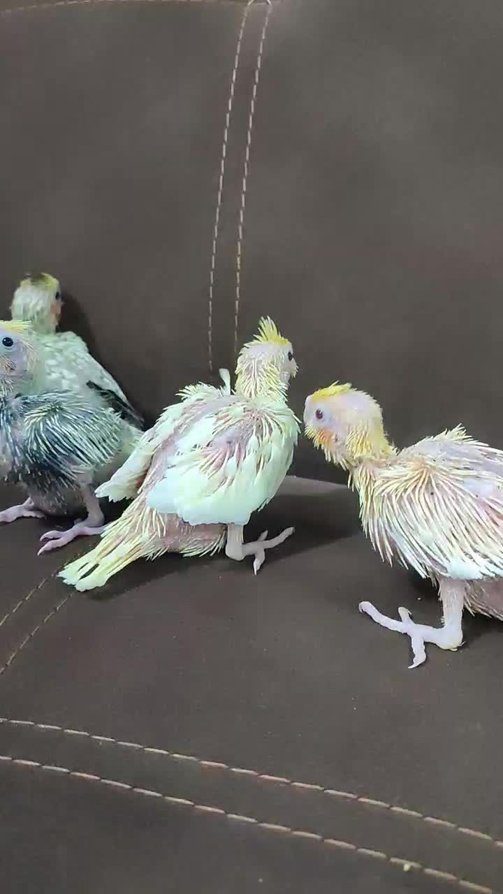 معاوضه جوجه عروس هلندی با اردک یا غاز|پرنده|تولم شهر, |دیوار