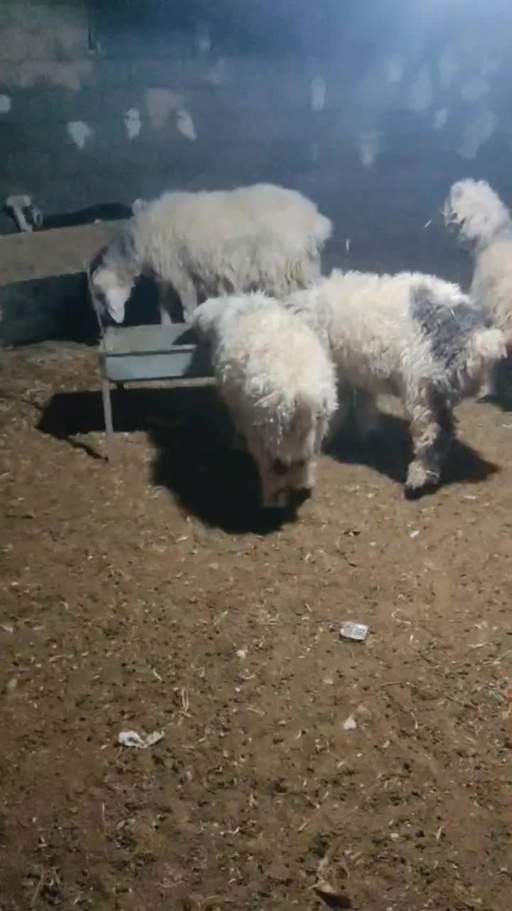 گوسفند میش|حیوانات مزرعه|شهرکرد, |دیوار