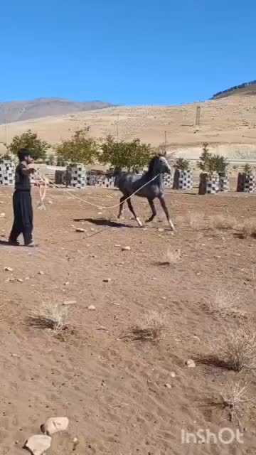 کره مادیان|اسب و تجهیزات اسبسواری|کوهرنگ, |دیوار