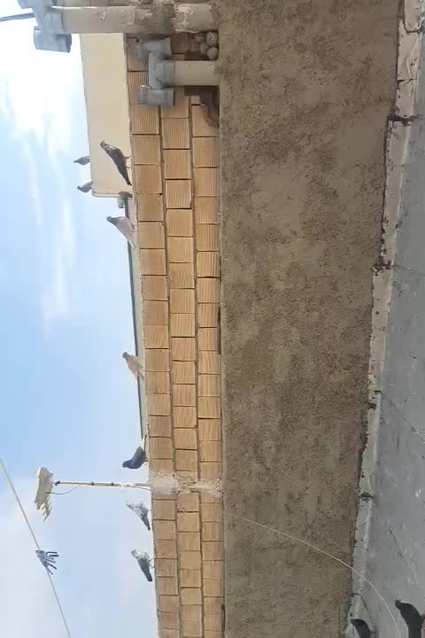 کبوترتهرانی|پرنده|برخوار, |دیوار