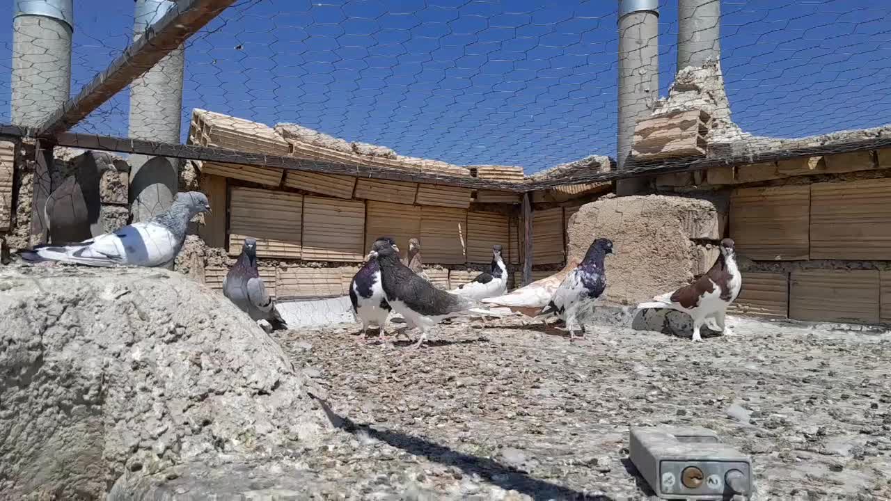 کبوتر|پرنده|شیراز, حجت آباد|دیوار