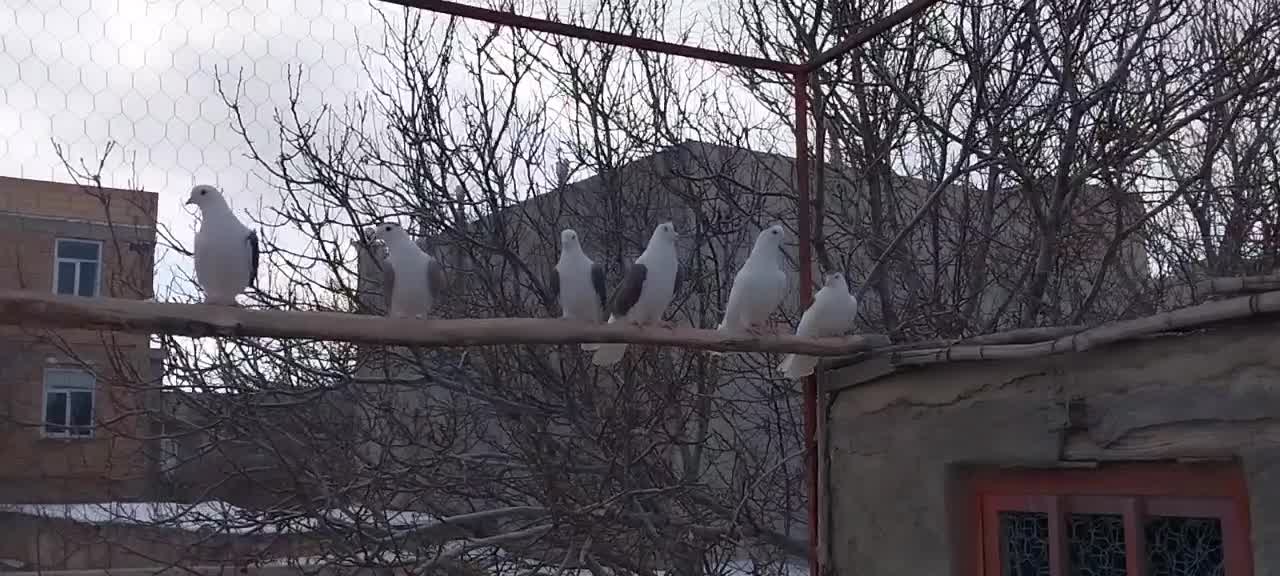 کبوتر|پرنده|سراب, |دیوار