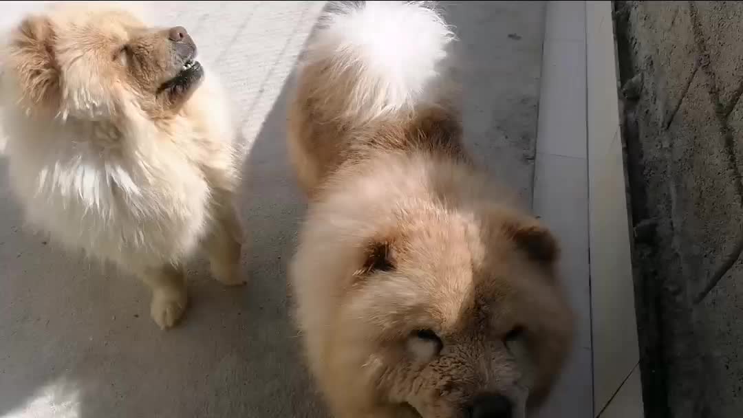 چاو چاو اصیل|سگ|اصفهان, باغ زرشک|دیوار