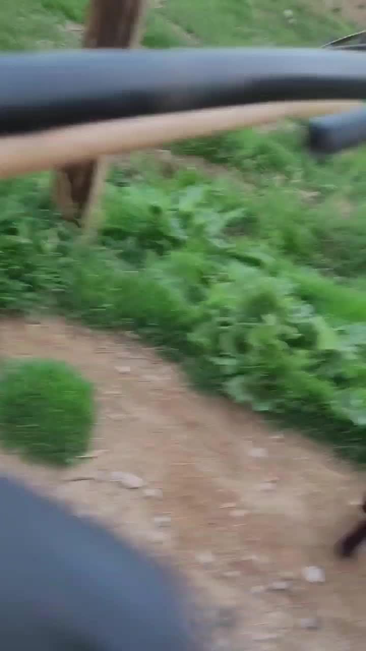 اسب|اسب و تجهیزات اسبسواری|شیروان (خراسان), |دیوار