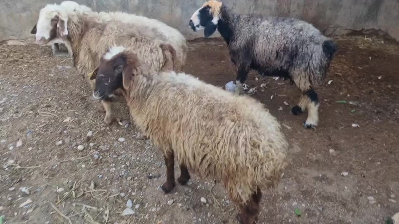 فروش میش جوان آبستن|حیوانات مزرعه|دهدشت, |دیوار