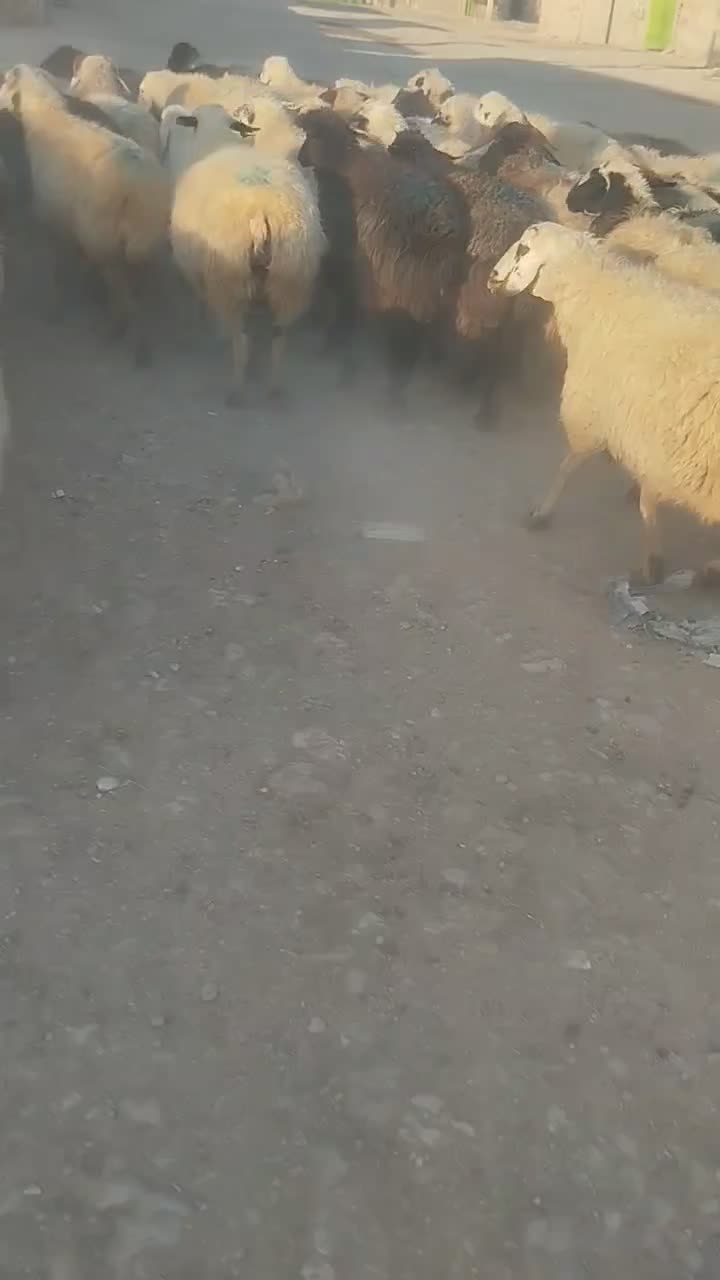 فروش ۶۰راس میش دوبهر قلمه روزگاری بره دار و آبستن|حیوانات مزرعه|شیراز, فرگاز|دیوار