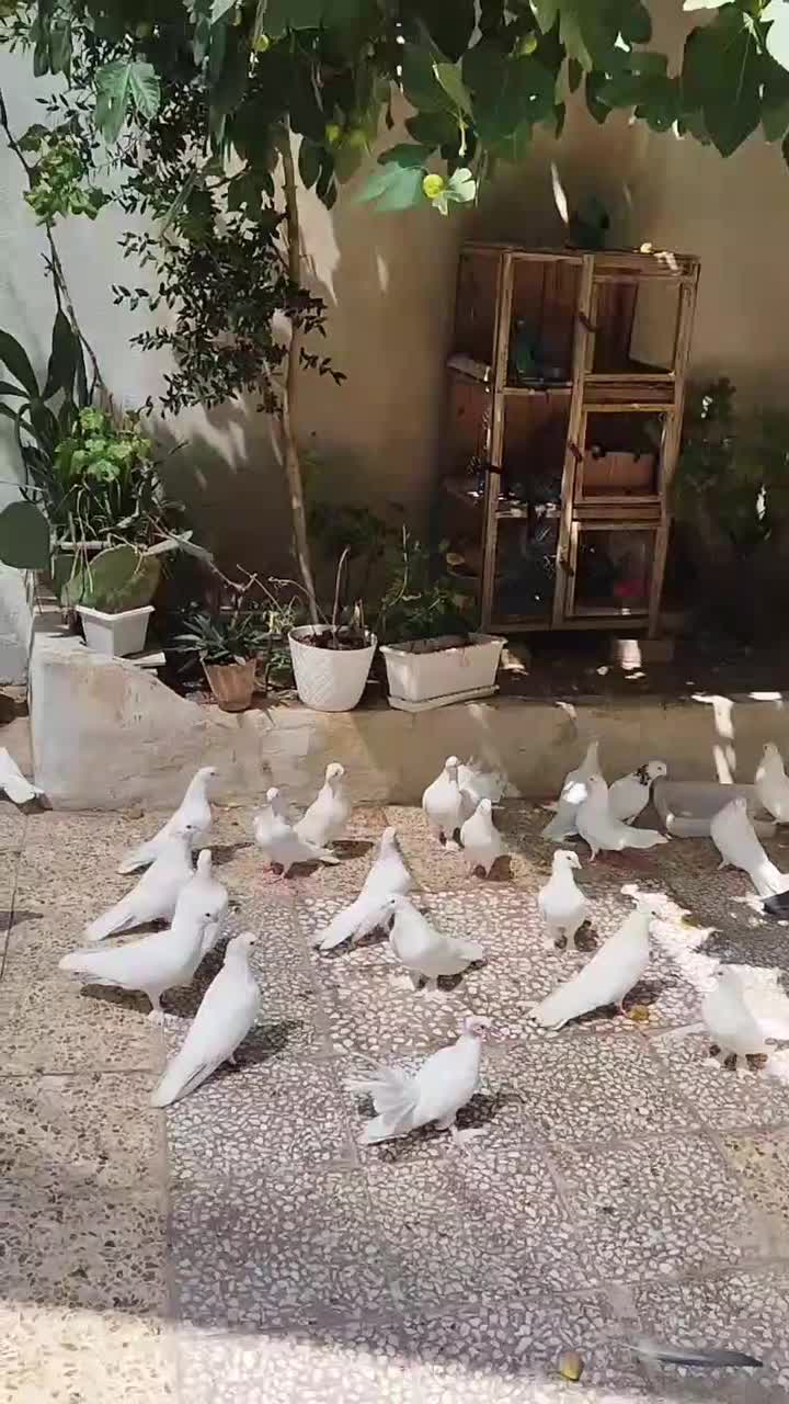 کفتر یه جایی|پرنده|قم, چهار مردان|دیوار