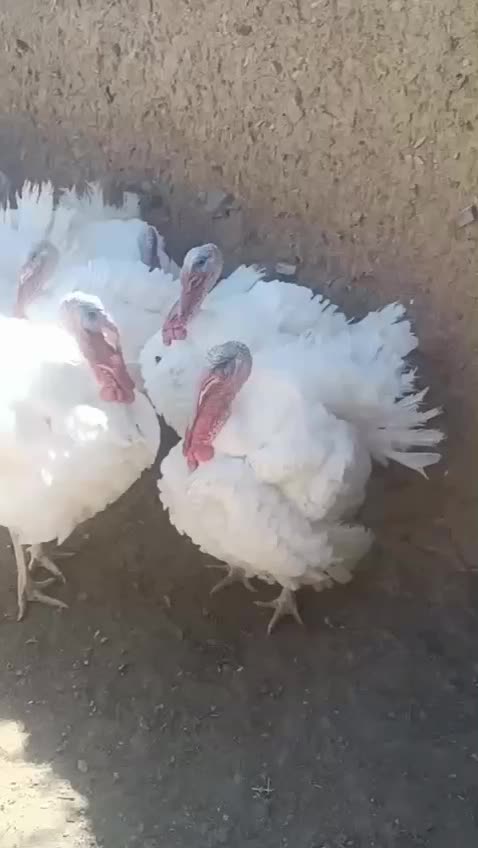 گوشت تازه کشتار روز بوقلمون|خوردنی و آشامیدنی|بیرجند, |دیوار