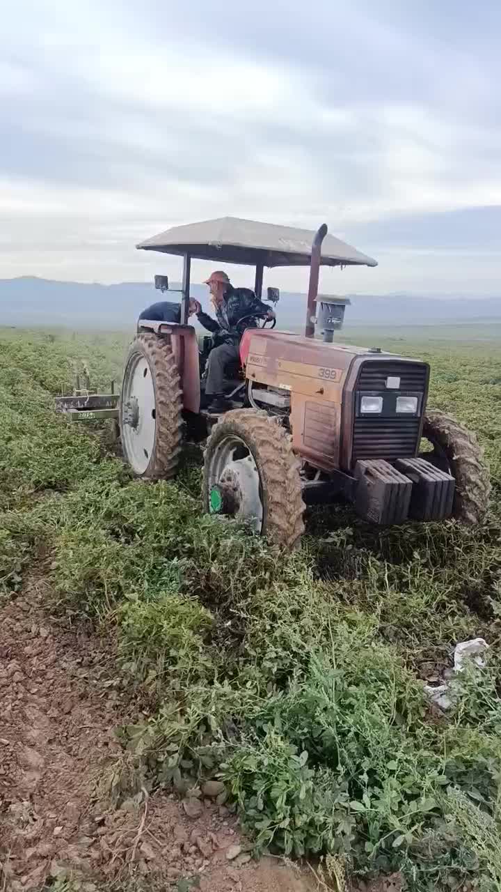فروش بادام زمینی اعلا درجه یک  با تناژ بالا|عمده‌فروشی|گرمادوز, |دیوار