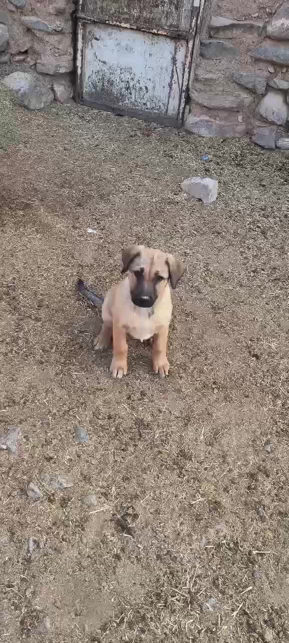 یک توله سرابی ماده دوماه نیم دهن باک به شرت|سگ|سلفچگان, |دیوار