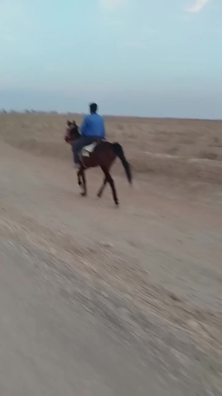 الاغ زایده|حیوانات مزرعه|نیشابور, عطار|دیوار