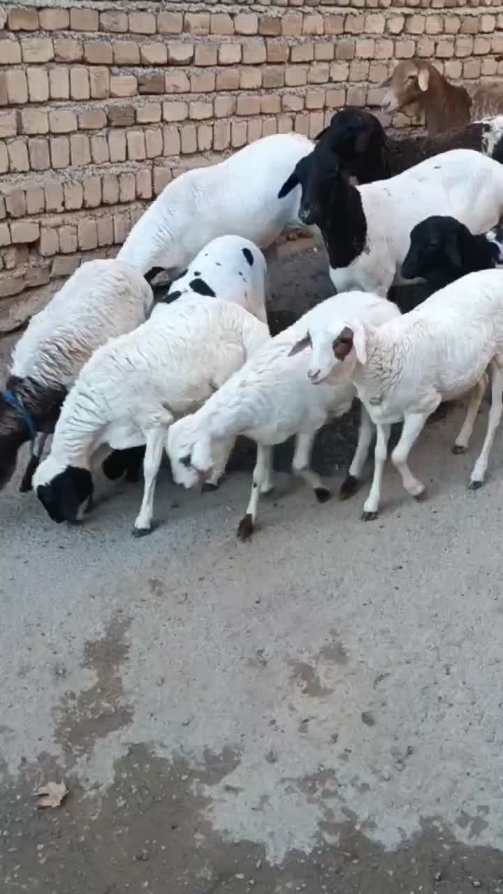 میش وبره|حیوانات مزرعه|بروجرد, |دیوار