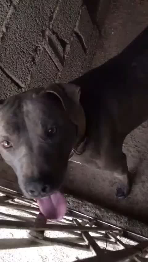 توله پیتبول بلو|سگ|کرج, اسلامآباد|دیوار